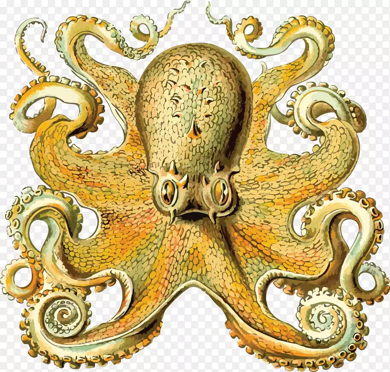 自然界中的艺术形式章鱼、头足类、兰科、鱿鱼-章鱼