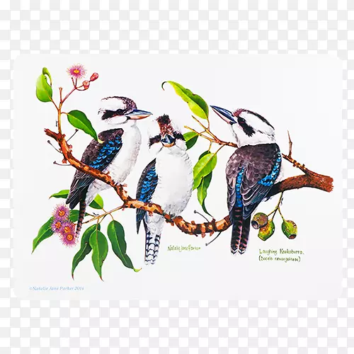澳大利亚袋鼠鹦鹉考拉鸟