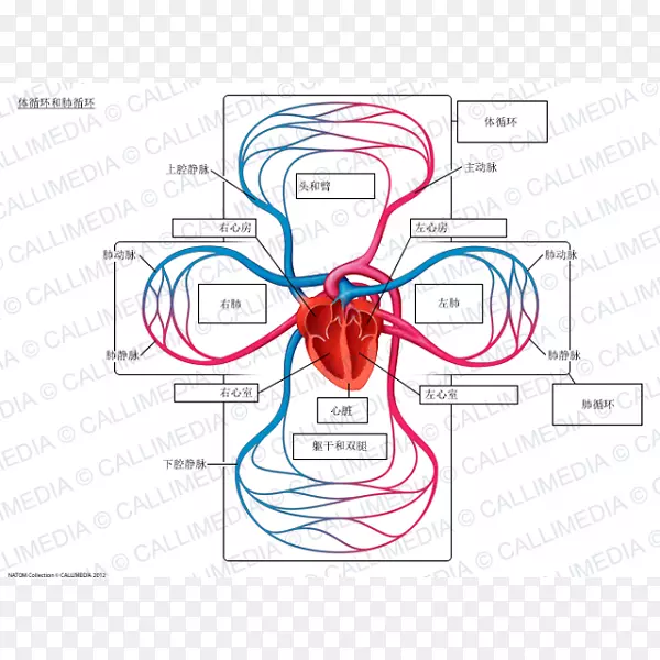 肺循环、肺系统循环系统、肺静脉-心脏