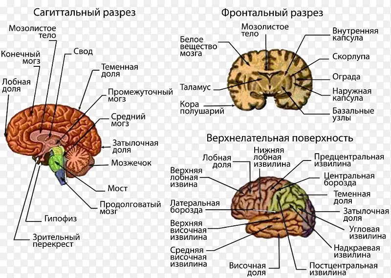 人脑中枢神经系统大脑皮层