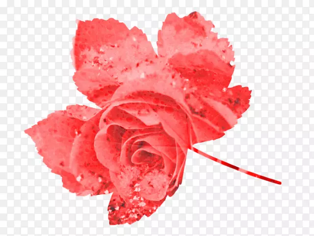 花园玫瑰康乃馨切花花瓣
