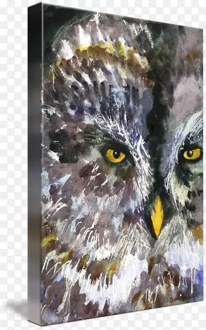 猫头鹰水彩画艺术绘画水彩画动物
