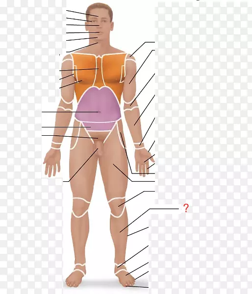 人体解剖学术语-POLLEX的解剖、区域和应用