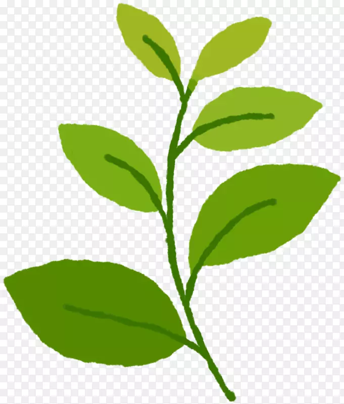 绿茶叶植物茎草茶