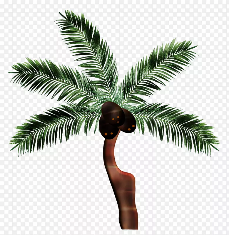 亚洲棕榈椰子枣槟榔科硼砂椰子-椰子