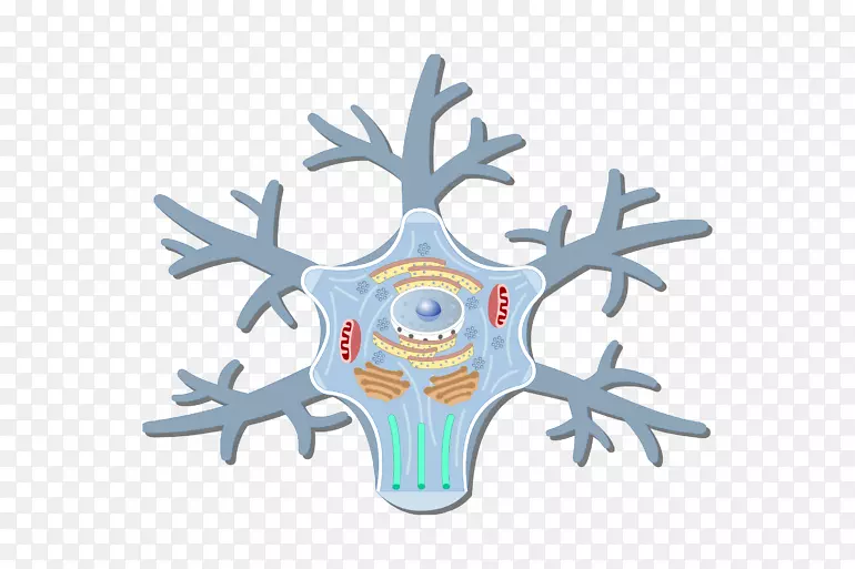 胞体神经元高尔基体细胞轴突体细胞