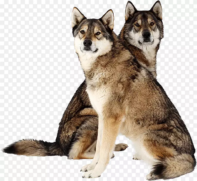 撒罗河狼犬塔马斯坎犬西伯利亚哈士奇东西伯利亚莱卡北部因努伊特猎犬