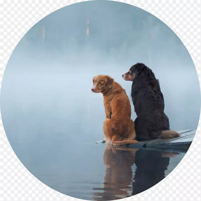 金毛猎犬狗食摄影宠物食物纽芬兰犬-金毛猎犬