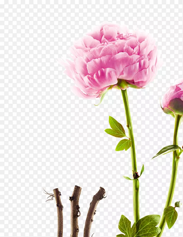 牡丹花园玫瑰植物学康乃馨甘蓝玫瑰牡丹植物学