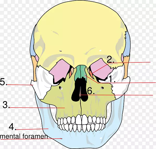 面部骨骼颅骨解剖人骨骼泪骨颅骨
