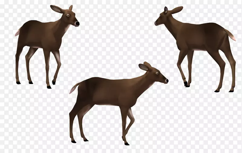 麋鹿，白尾鹿，牛，驯鹿