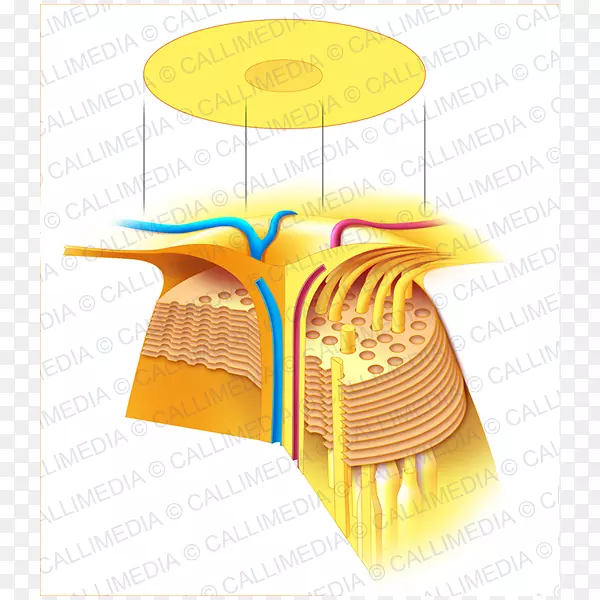 视网膜黄斑变性黄斑-视网膜中心凹-rán 3d