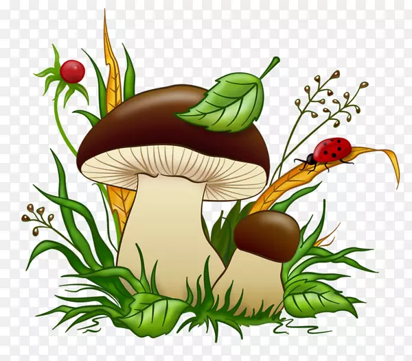 牛肝菌食用菌-蘑菇