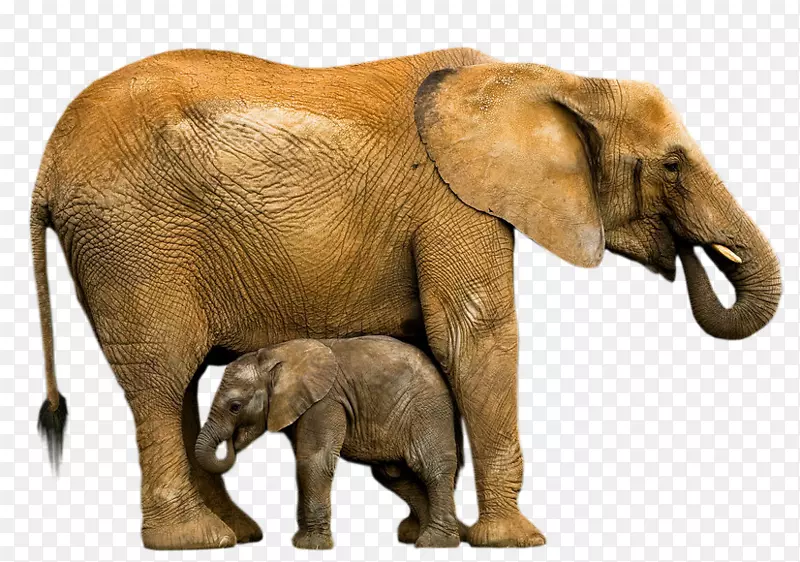 印度象非洲象动物大象野生动物-儿童图片