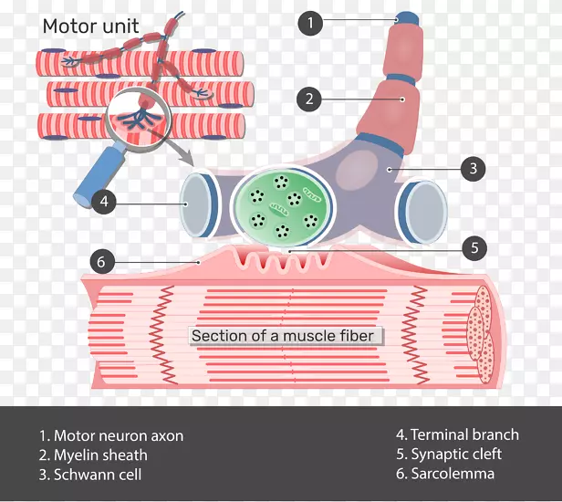神经肌肉接头运动单位解剖神经元间的肌肉连接纵横字谜