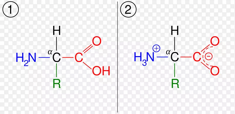 氨基酸两性离子胺基