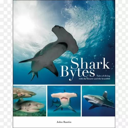 鲨鱼字节：与奇异而美丽的普通宽吻海豚潜水的故事：惊人的潜水故事：来自深海的难以置信的故事