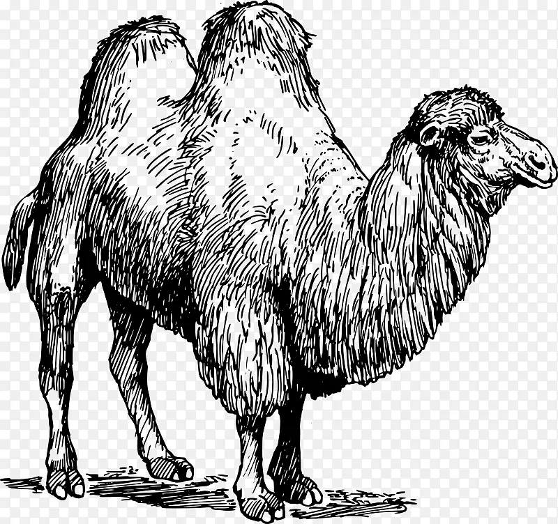 澳洲野马骆驼剪贴画-骆驼