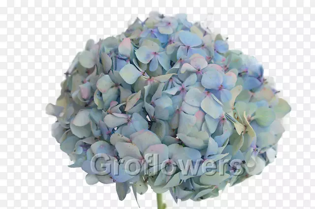 绣球切花，花束，花瓣-蓝色绣球花