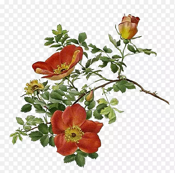 花园玫瑰花朵的秘密生命:一朵花的自然史脱钩花玫瑰