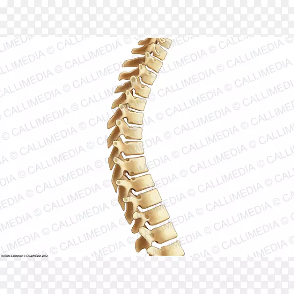 脊柱胸椎腰椎解剖-人骨