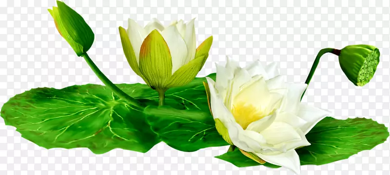 Nelumbo nucifera水百合剪贴画