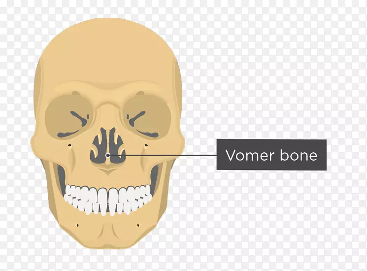 鼻骨解剖-颅骨