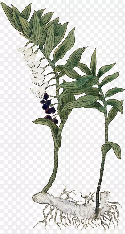 草药药剂师：100种草药和如何使用它们叶植物茎印所罗门。