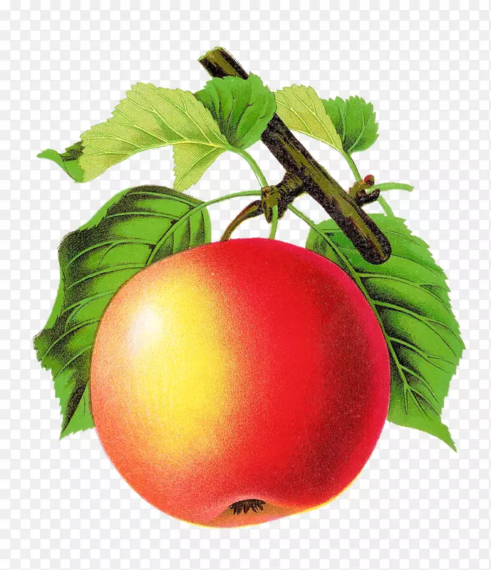 番茄苹果水果艺术-番茄