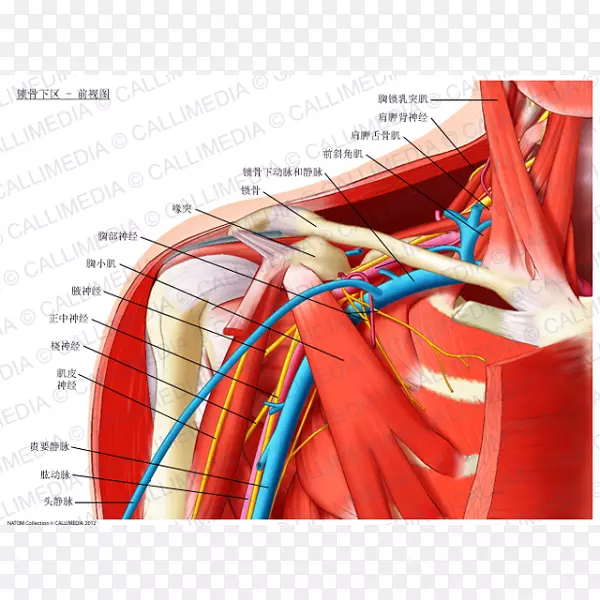 锁骨下窝解剖锁骨下动脉斜角肌臂丛胸锁乳突肌