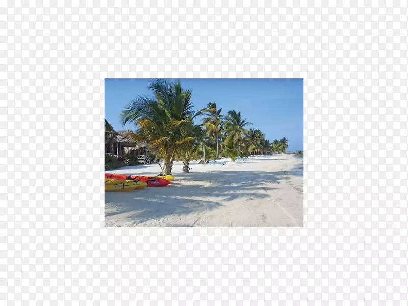 加勒比海海岸槟榔科陆地地段-沙滩