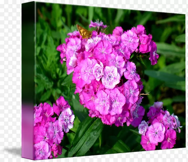 绣球花，粉红切花，马鞭草，草本植物-莱西缘