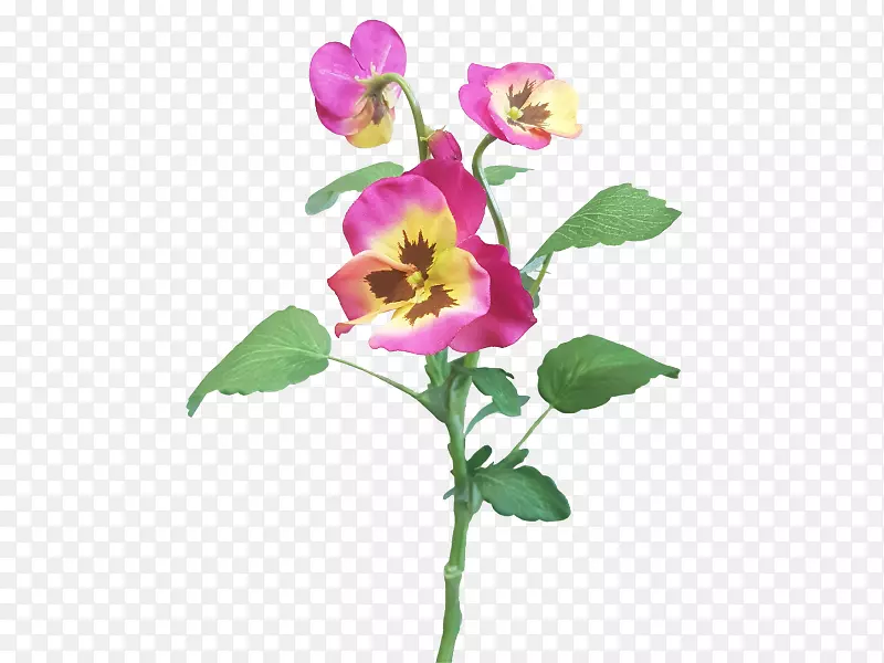 玫瑰科紫罗兰切花植物茎瓣紫罗兰
