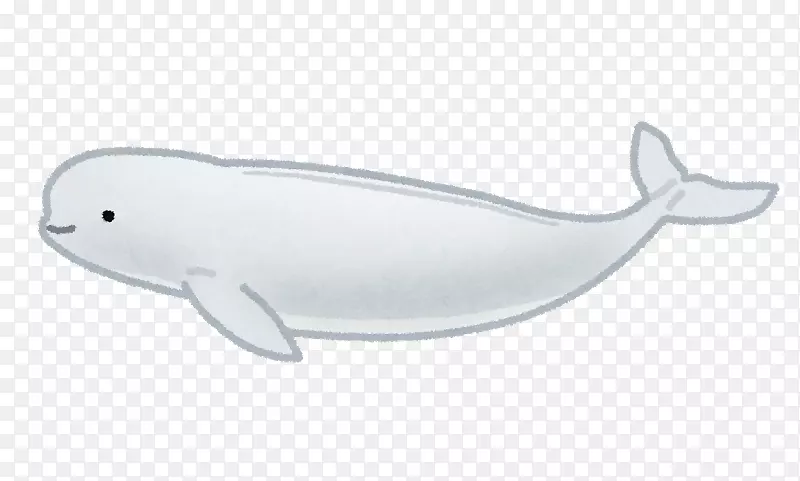 海豚鱼-海豚