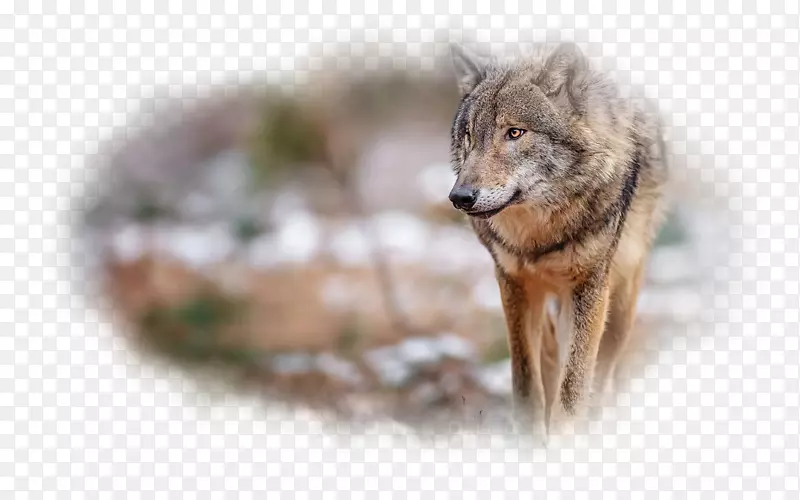 灰狼桌面壁纸红狼红狐狸-库尔特雷斯米