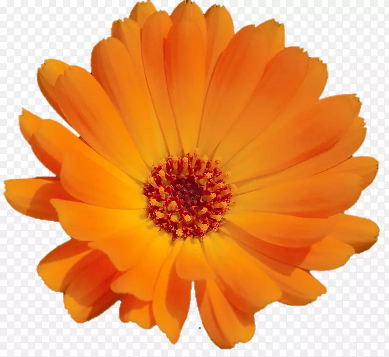金盏菊，金盏花，橙花，卡布奇诺-橙
