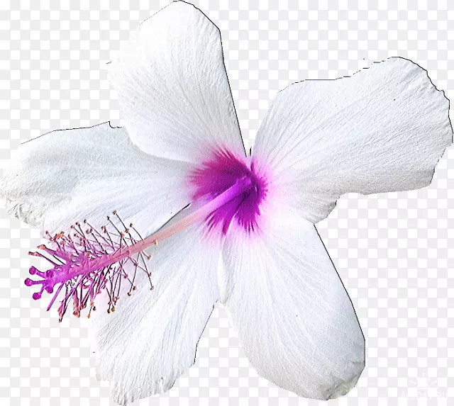 花画艺术
