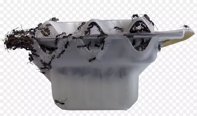 阿根廷蚂蚁杀虫剂ศัตรูพืชnisus公司-公司