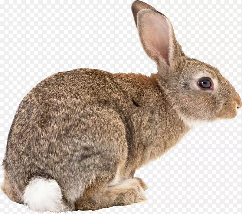 佛兰德巨兔-荷兰野兔