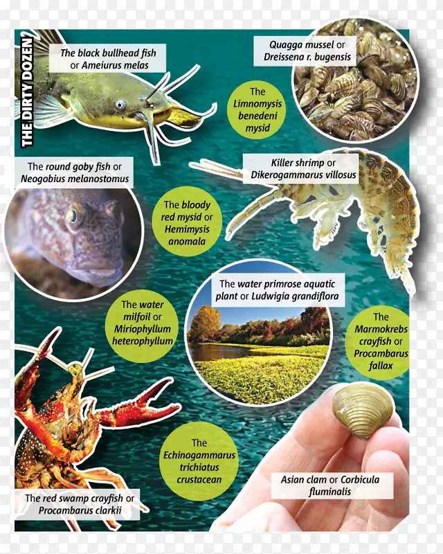 生态动物鱼类产品配方-鱼类