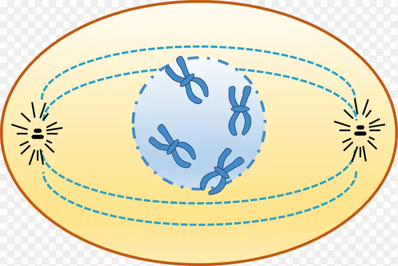 前期间期细胞周期染色质染色体-前期