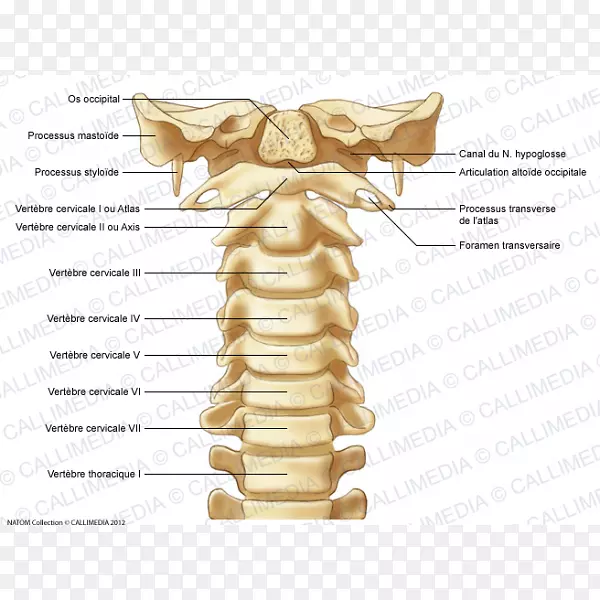 颈椎脊柱寰椎解剖骨颈椎寰椎