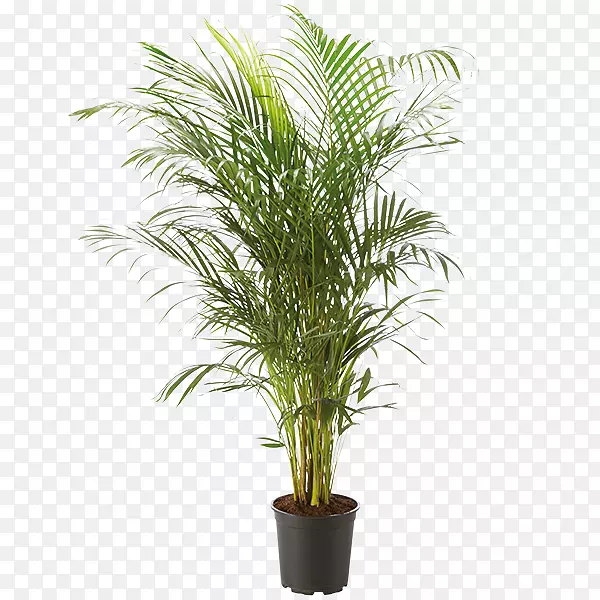 室内植物Rhapis exelsa Arecaceae花盆
