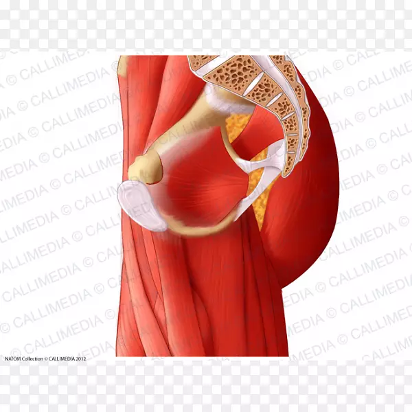髋关节解剖的内收肌-股骨直肌-髋关节骨盆内收肌