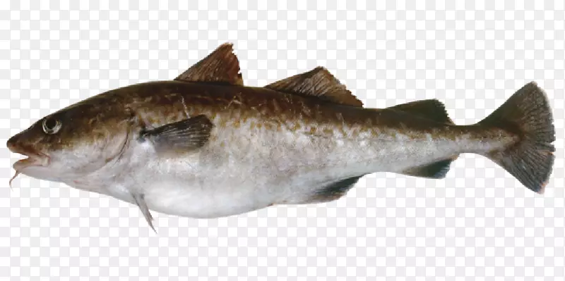 太平洋鳕鱼鲑鱼阿拉斯加鳕鱼鲑鱼