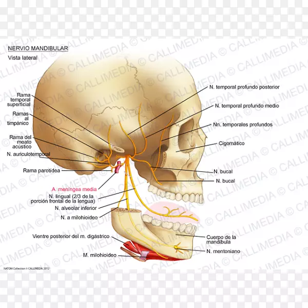 下颌神经耳颞神经解剖眶下神经颞浅神经