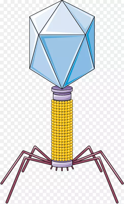 噬菌体-噬菌体