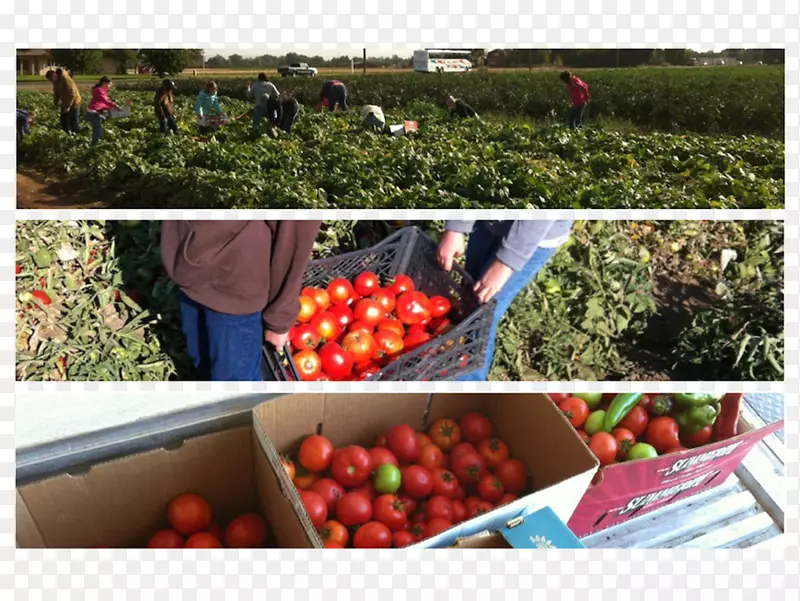 番茄农业农场食品-番茄