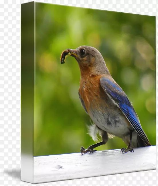 鸟类动物喙-蓝知更鸟水色