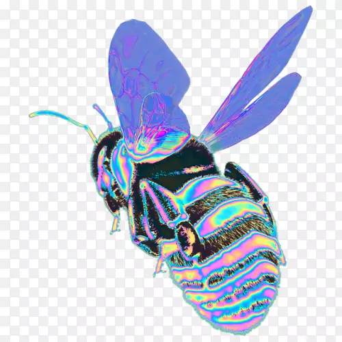常见黄蜂和蜜蜂的蝴蝶特征